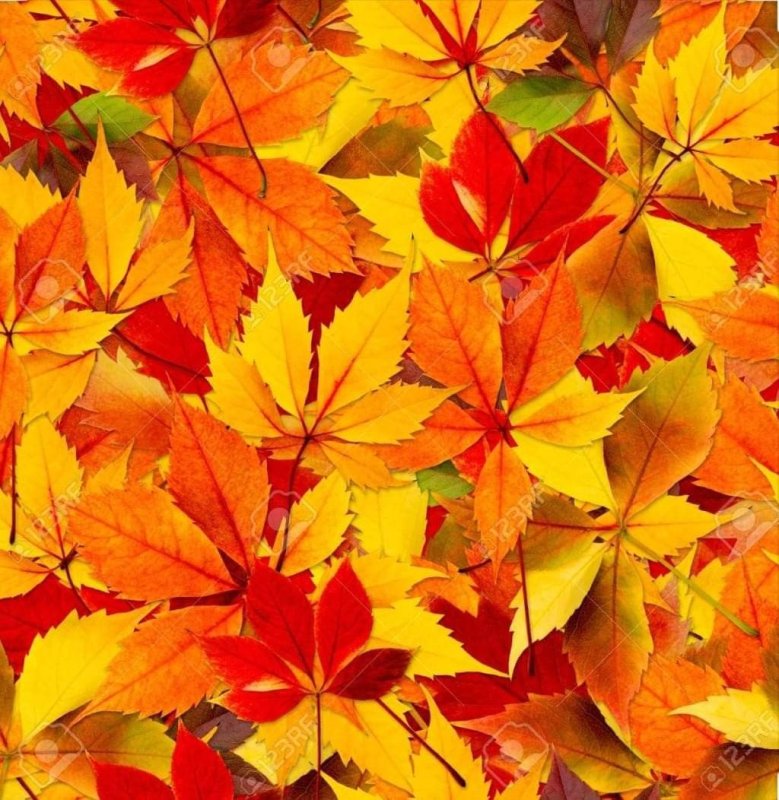 Осенние листья текстура бесшовная