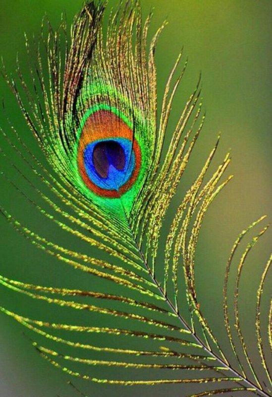 Павлинье перо
