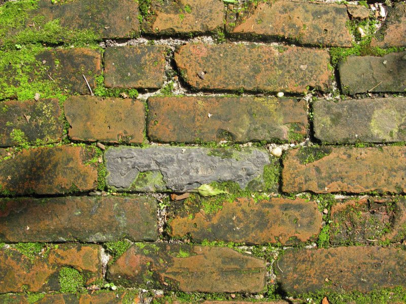 Мох на кирпиче