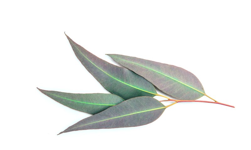 Листья эвкалипт Болл-ред