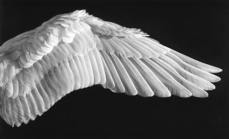 Крыло птицы