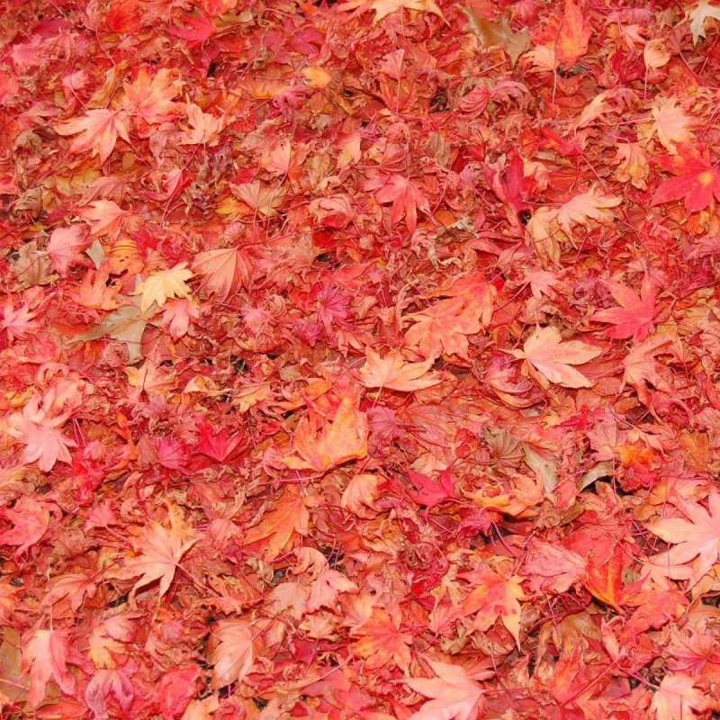 Текстура листвы