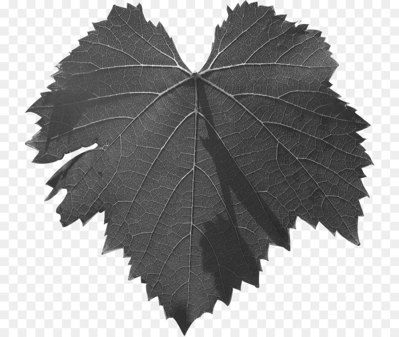 Виноградный лист