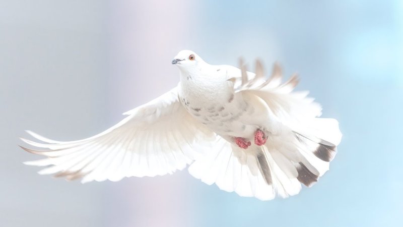 Белый голубь