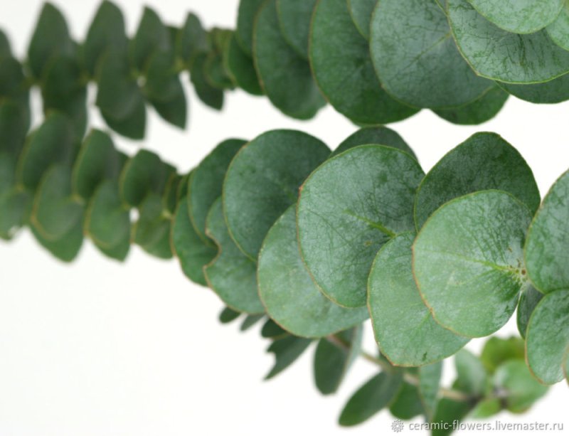 Эвкалипт сизый