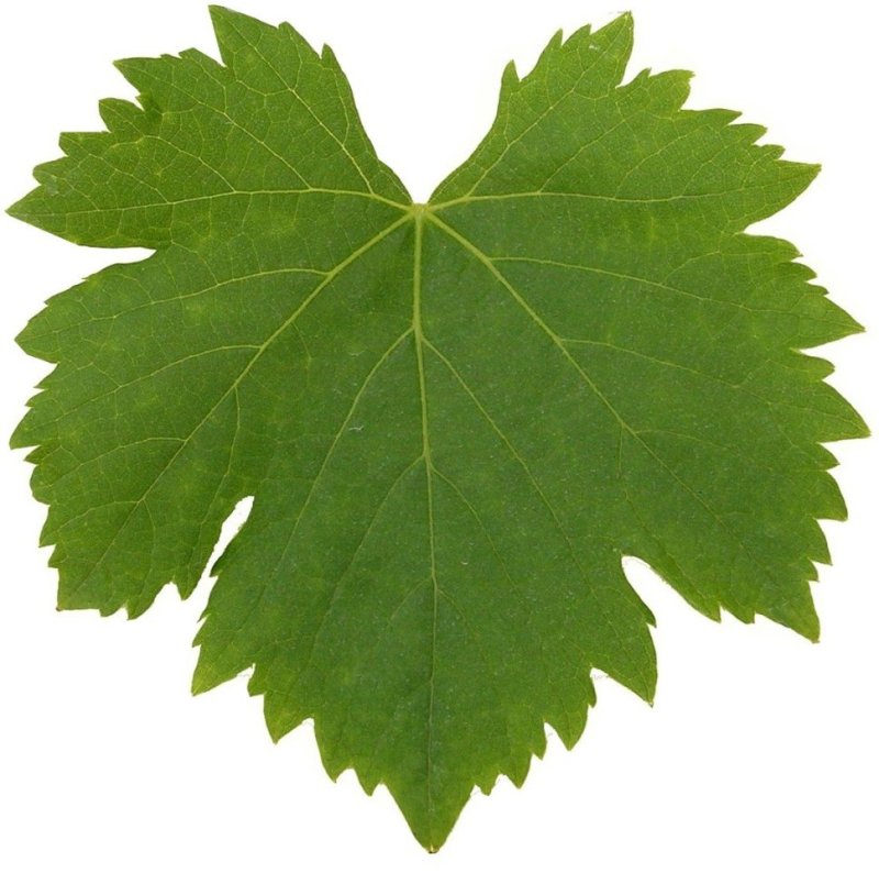 Листик винограда