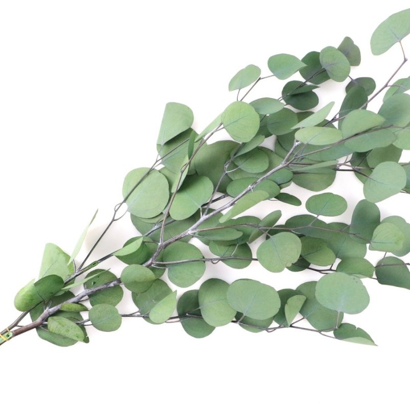 Эвкалипт Парвифолия