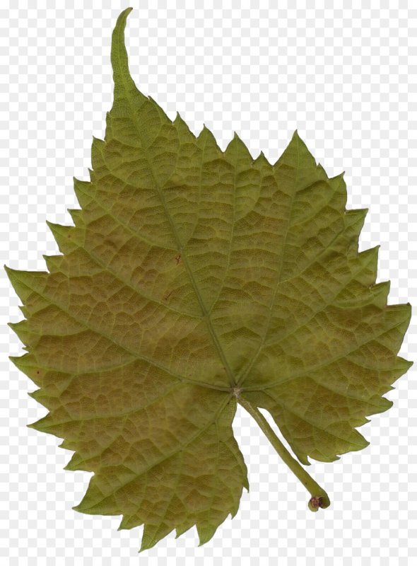 Прозрачные листья