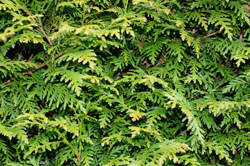 Thuja Leaf