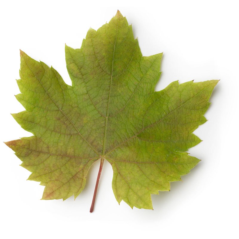 Лист винограда