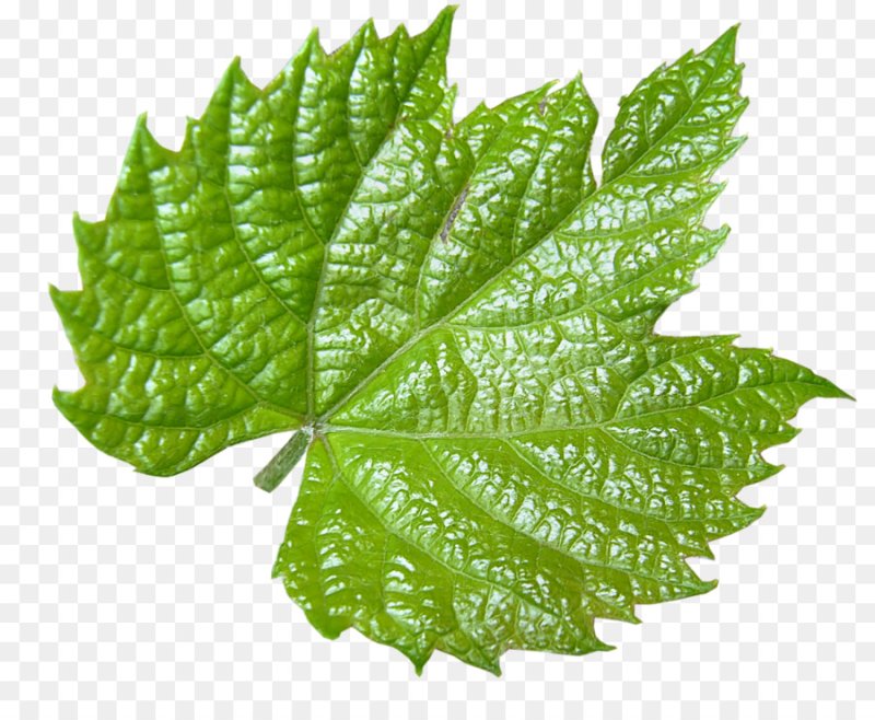 Листья без фона