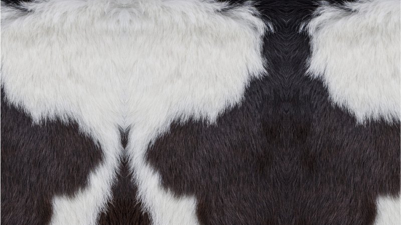 Шерсть коровы