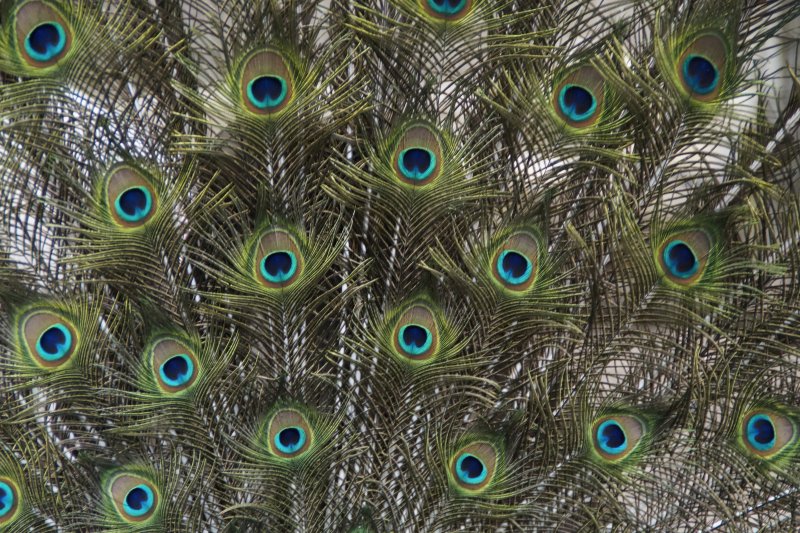 Павлинье перо