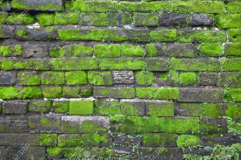 Кирпичная стена с зеленью