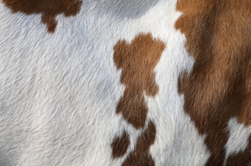 Шерсть коровы