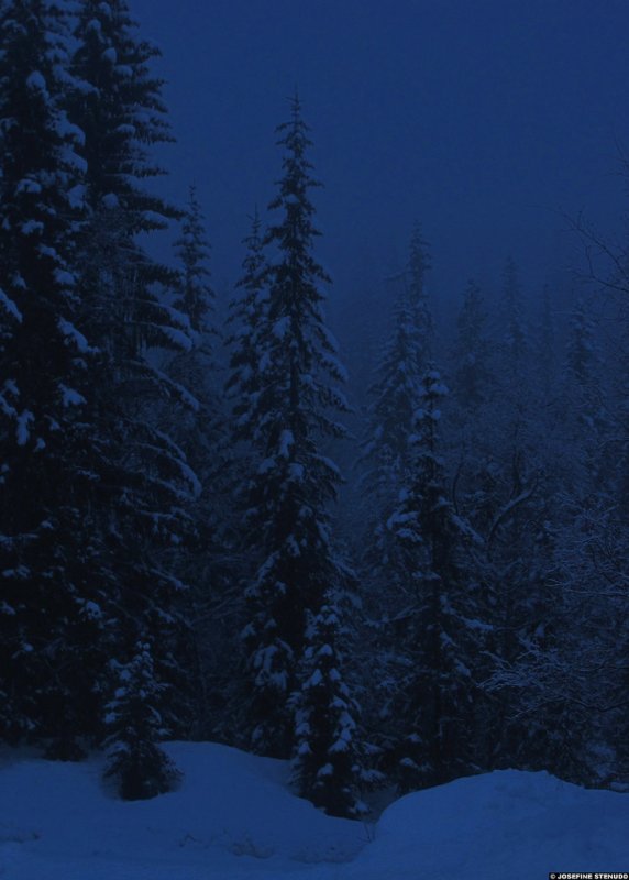 Ночной зимний лес