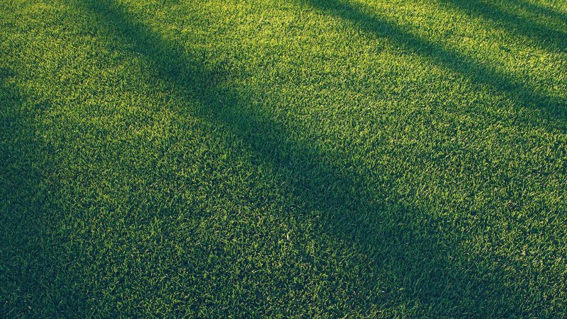 Трава вид сверху