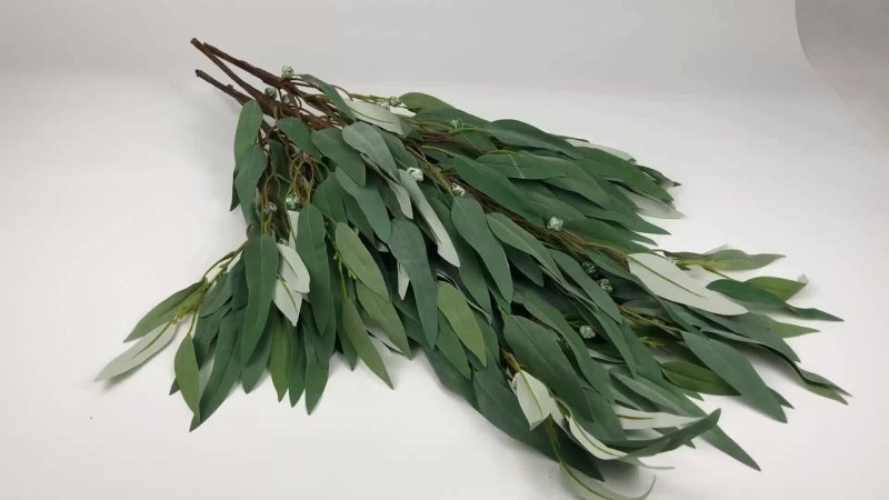 Эвкалипт длиннолистный