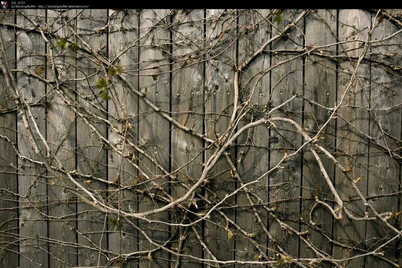 Переплетение веток