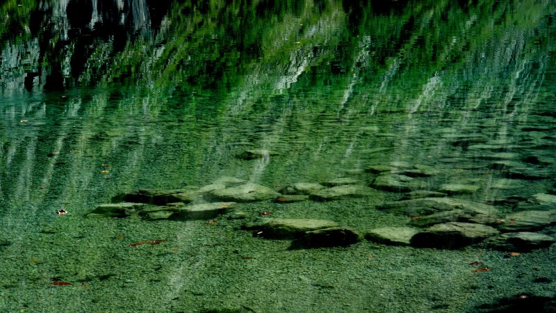 Болотные водоросли