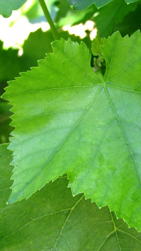 Виноградные листья Антари