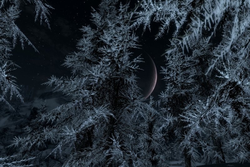 Ночной зимний лес