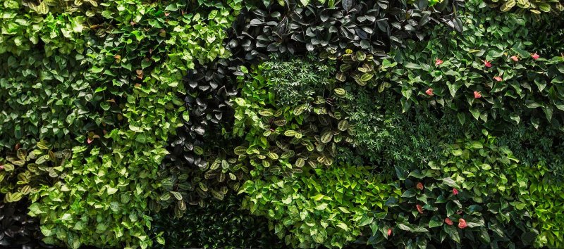 Плющ обыкновенный фитостена