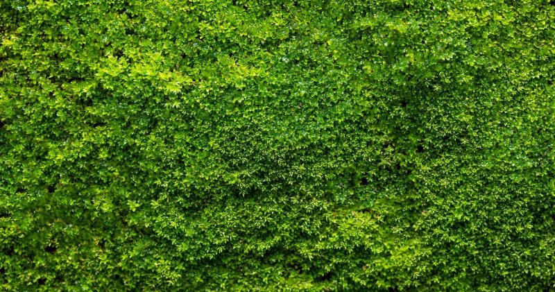 Зеленые листья фон