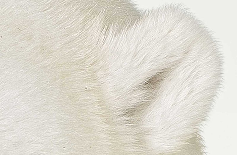 Мех белого медведя