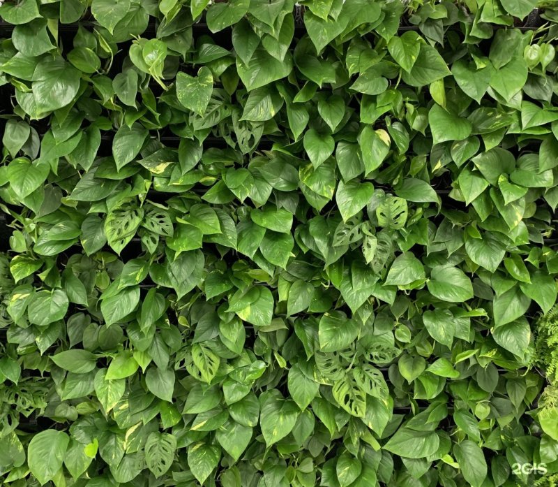 Плющ вертикальное Озеленение