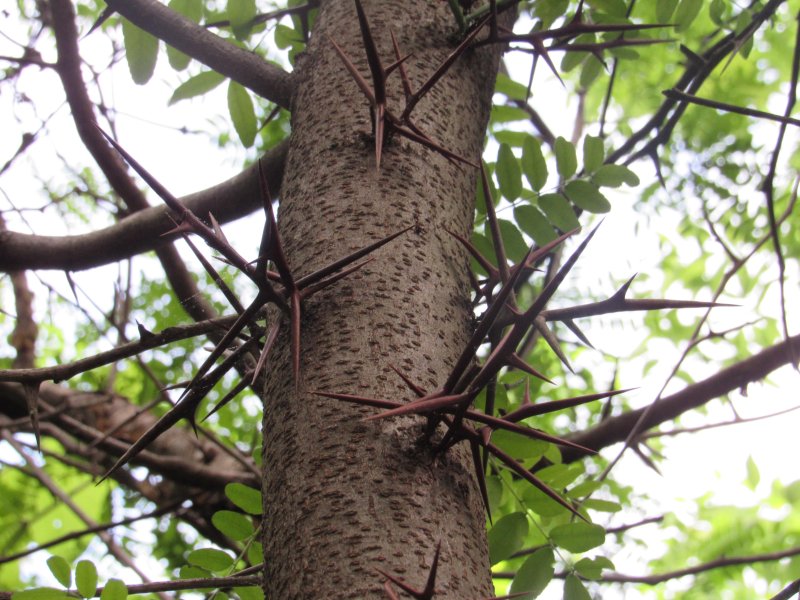 Гледичия Акация