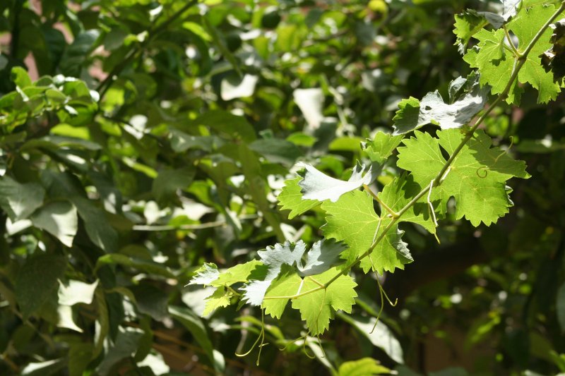 Листья похожие на виноградные