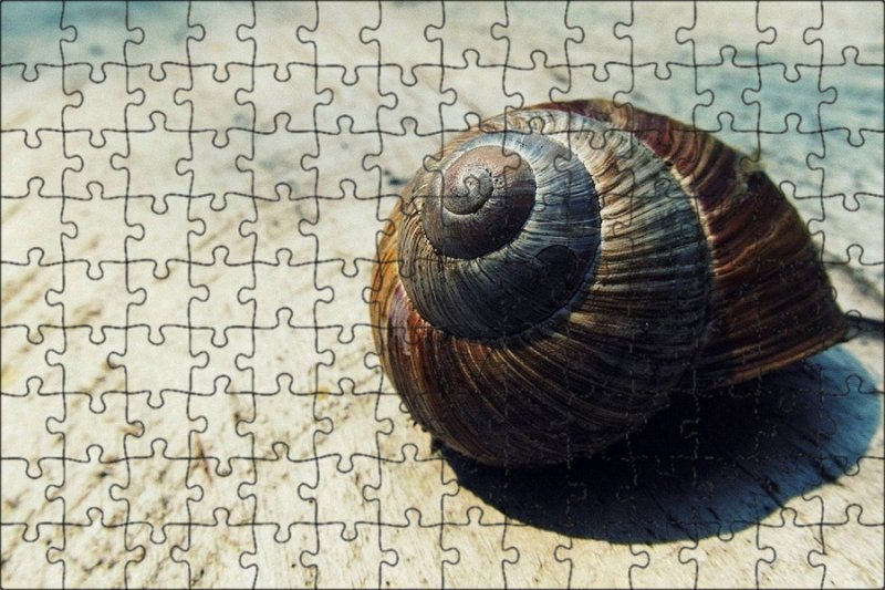 Морские брюхоногие моллюски