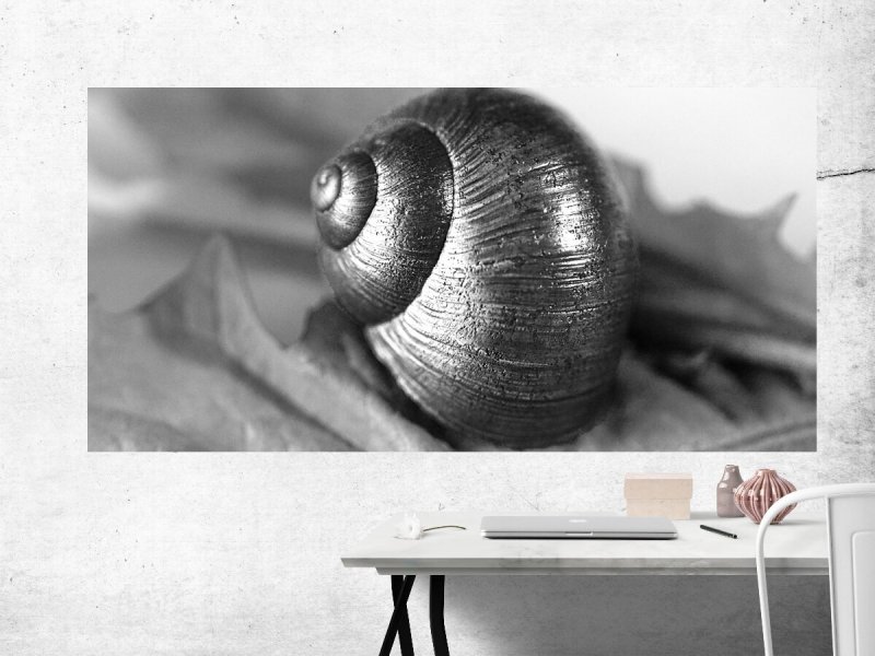 Черная Иберийская улитка