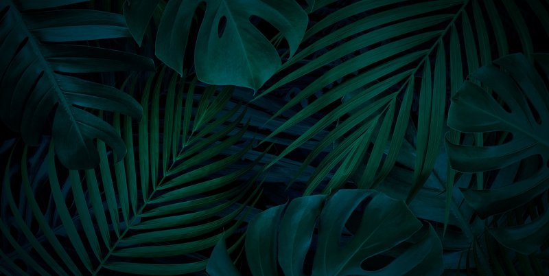 Монстера Тениус