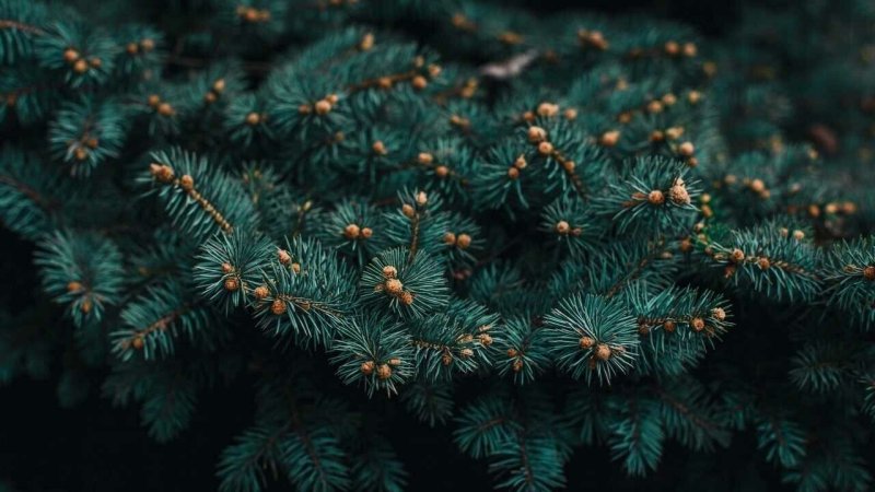 Сосна Нобилис сосны