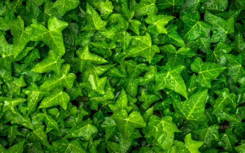 Плющ вечнозеленый (Hedera).