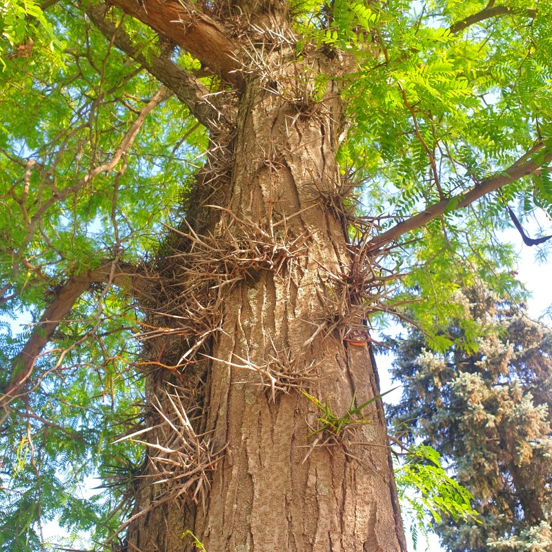 Акация колючая гледичия