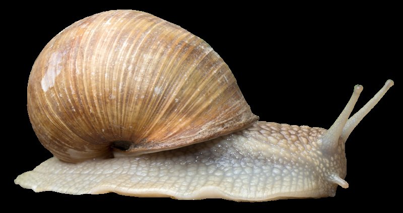 Морские брюхоногие моллюски