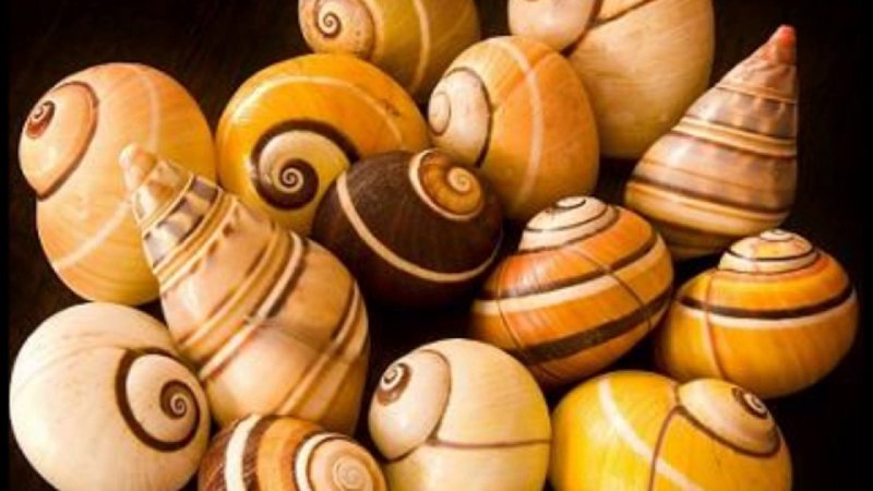 Улитка полимита