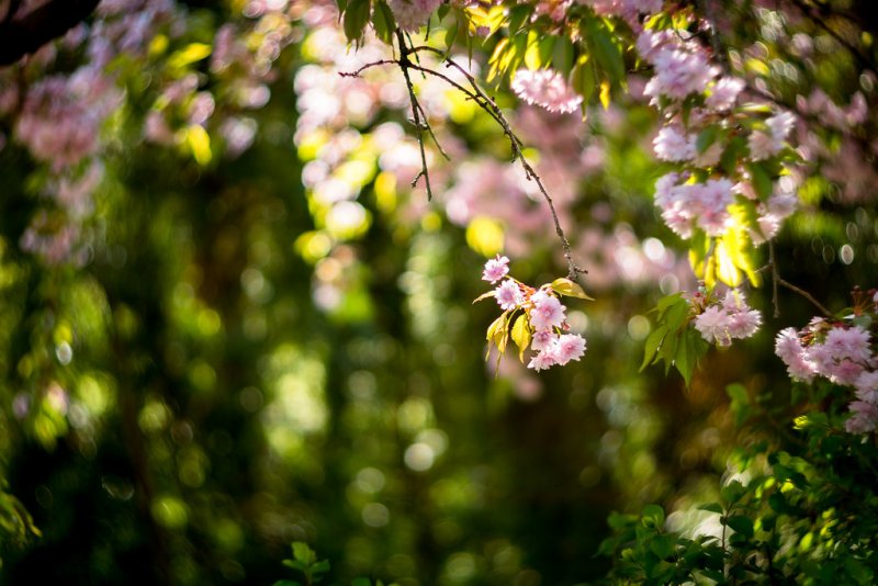 Боке природа