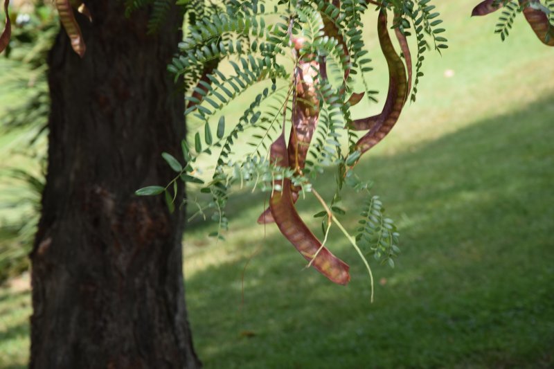 Гледичия обыкновенная (трехколючковая)