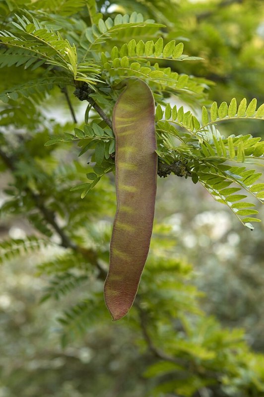 Акация трехколючковая гледичия