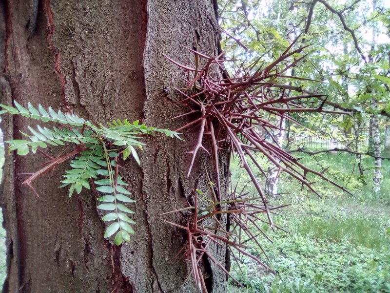 Гледичия китайская