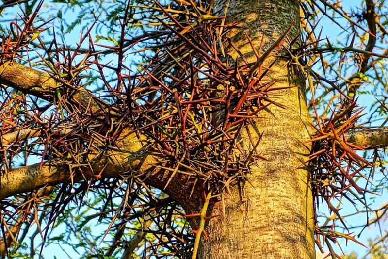 Гледичия Акация