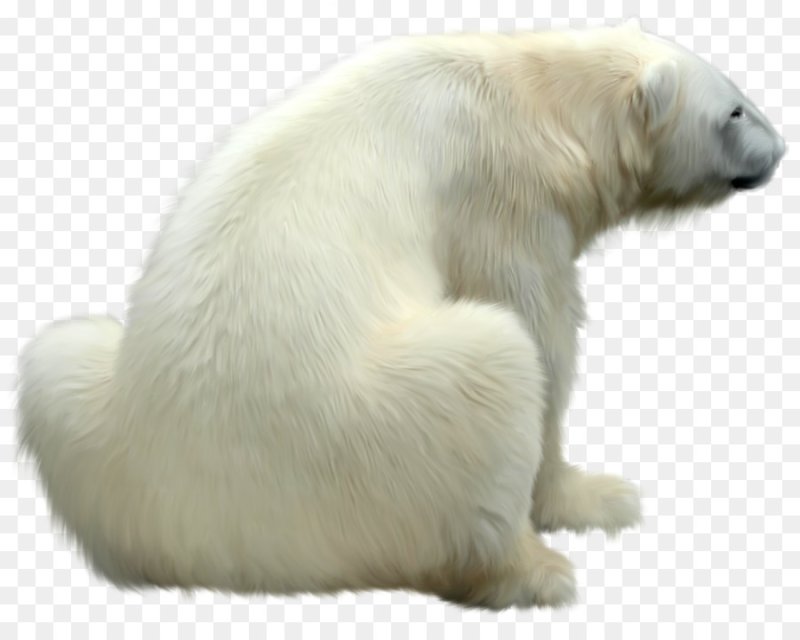 Медведь на белом фоне