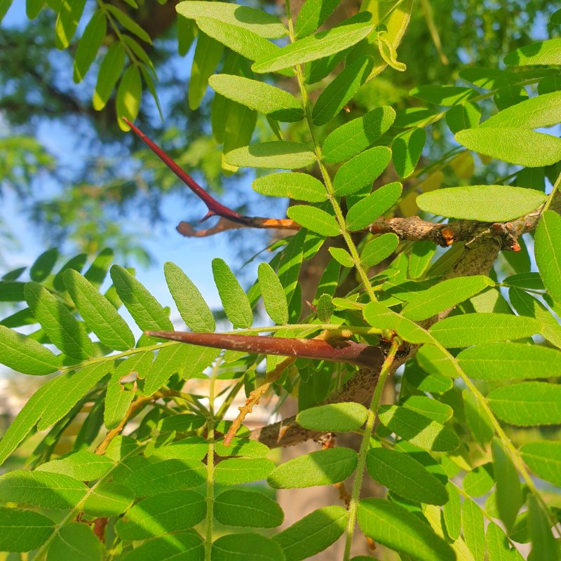 Акация трехколючковая гледичия