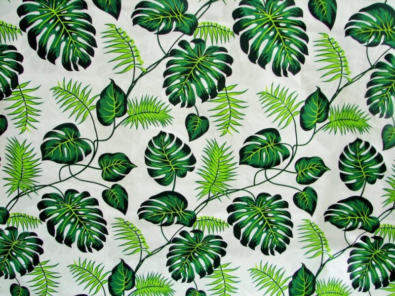 Монстера и папоротник