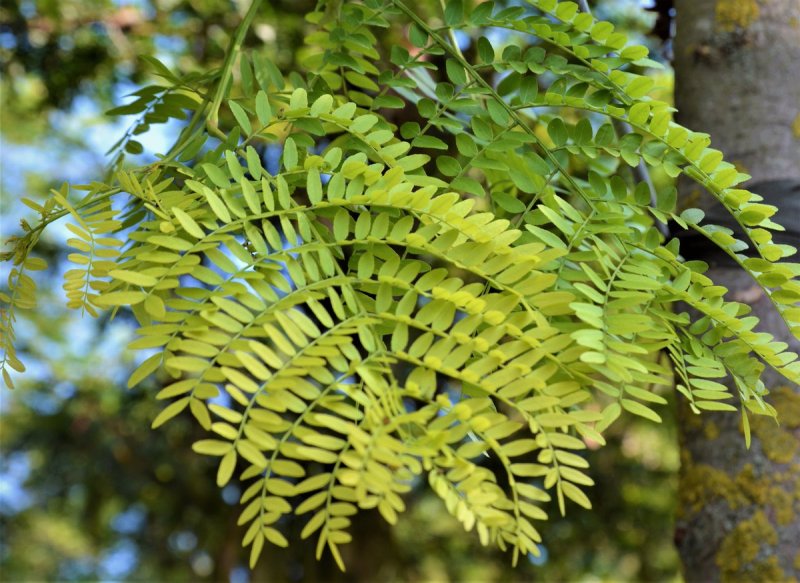 Гледичия обыкновенная (трехколючковая)