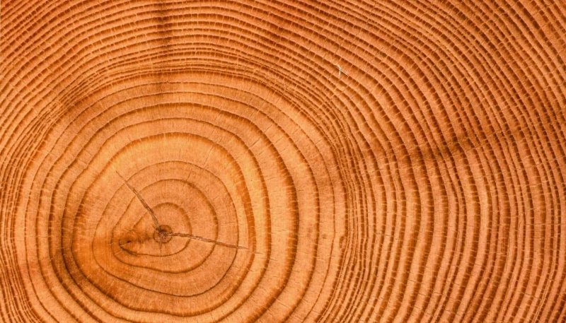 Поперечный срез дуба